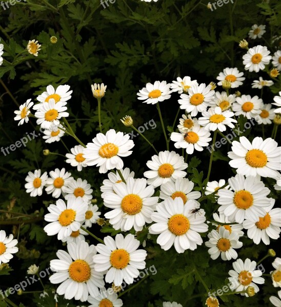 Flower Flora Chamomile Nature Summer