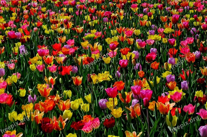 Beauty Tulip Field Tulips Colored Plant