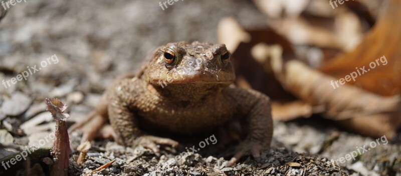 Wildlife Nature Animal Kingdom Frogs Free Photos