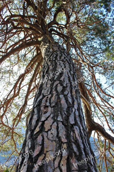 Scots Pine Tree Large Wood Nature