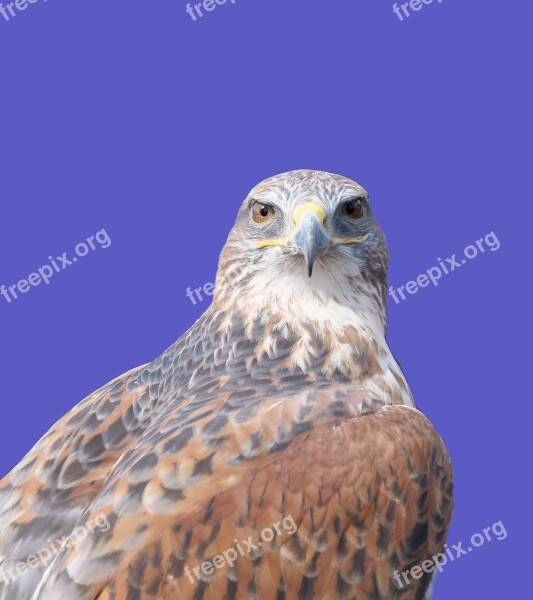 Ferruginous Hawk Raptor Bird Hawk Falcon