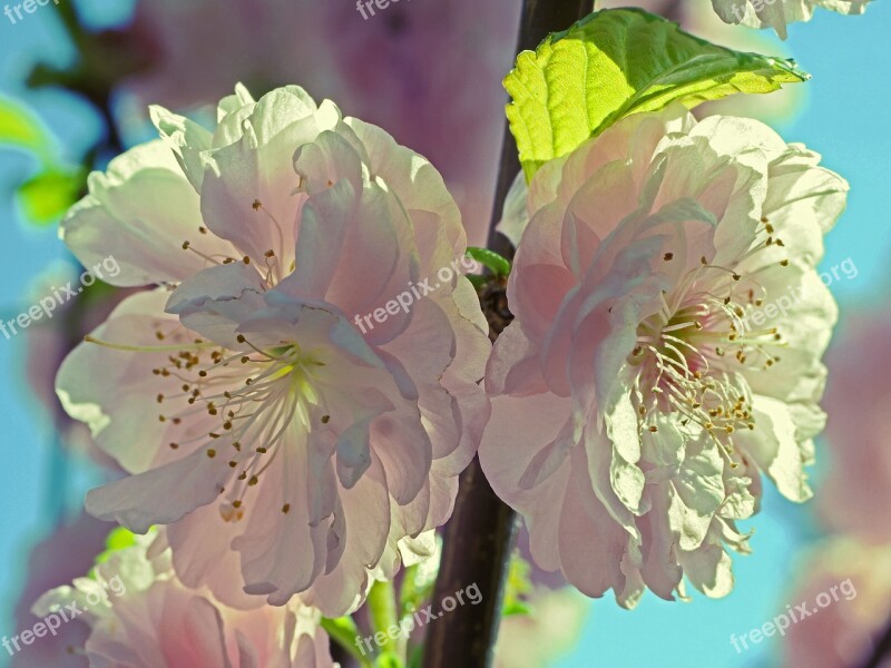 Almond Blossom Flowers Petals Stamens Incident Light