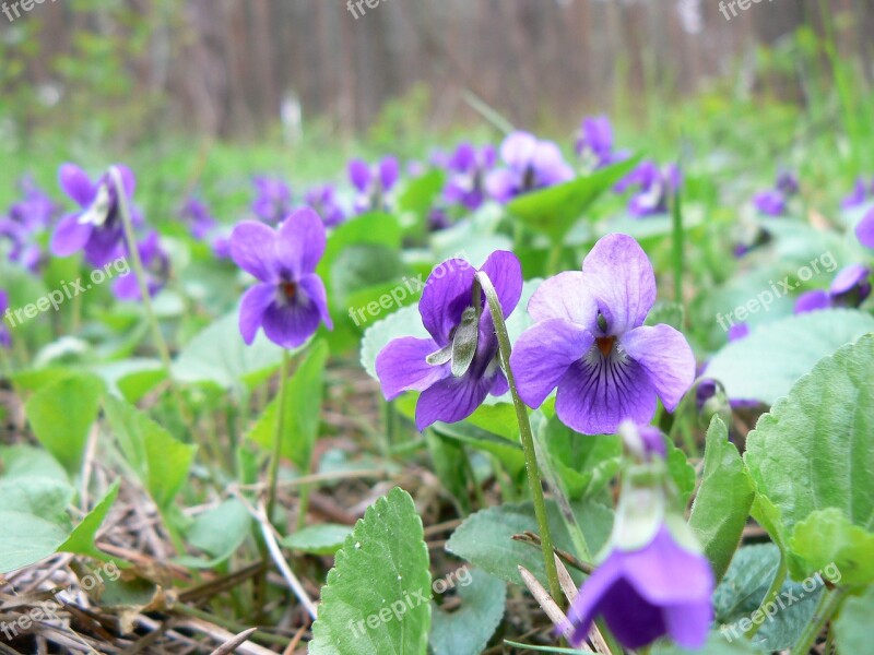 Nature Flower Plant Leaf Floral