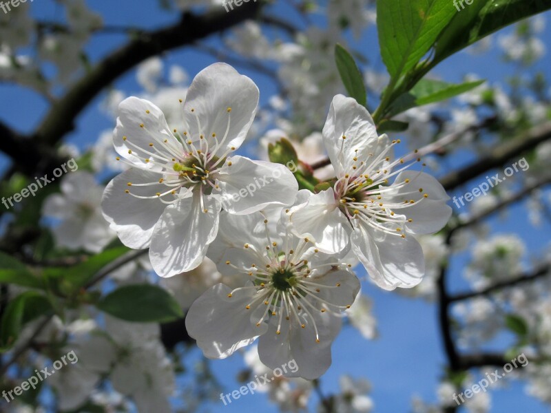 Spring Sour Cherry Free Photos