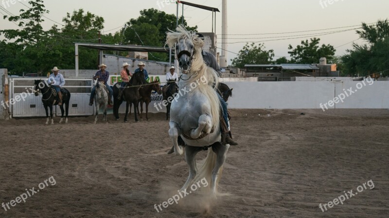 Cavalry Horse Mammalia Livestock Equine