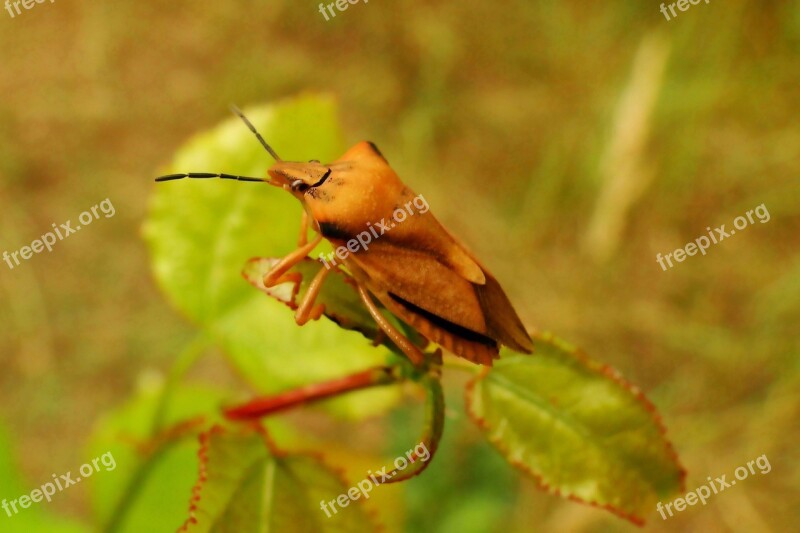 Borczyniec Fruit Pluskwiak Insect Nature No One