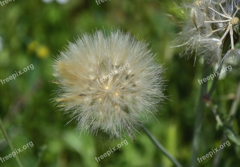 Nature Taraxacum Plant Summer Free Photos