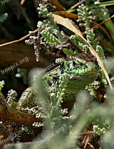 The Lizard Common Reptile Lizard Animal