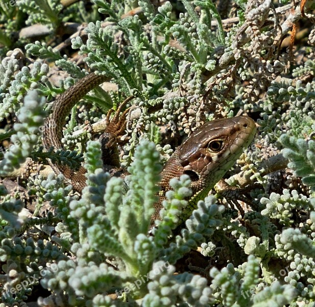 The Lizard Common Reptile Nature Free Photos