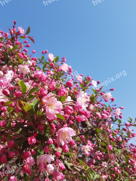 Flowers Nature Plants Garden Wood