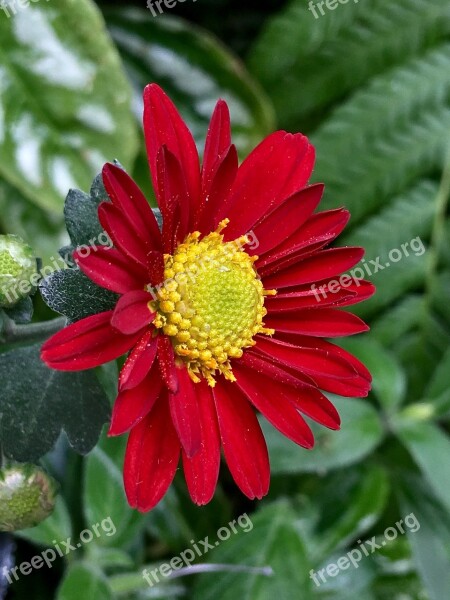 Red Flower Stamens Petals Garden Red