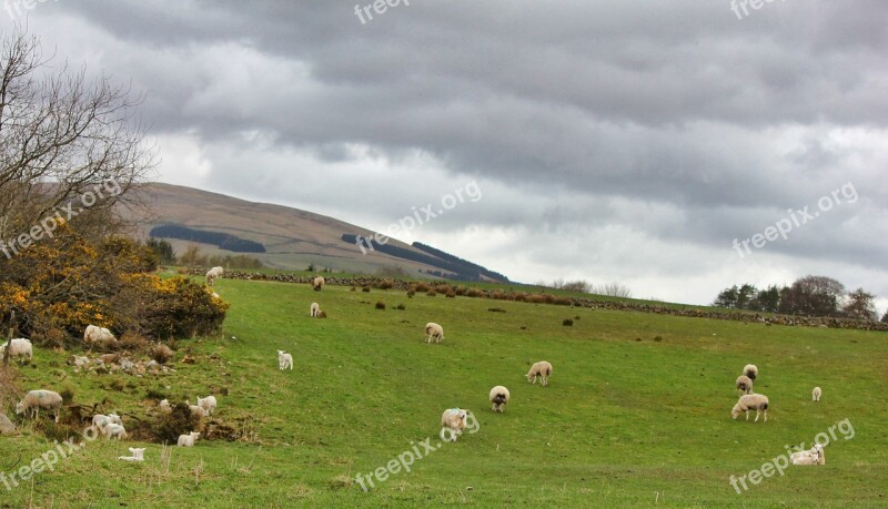 Sheep Grass Nature Farm Agriculture