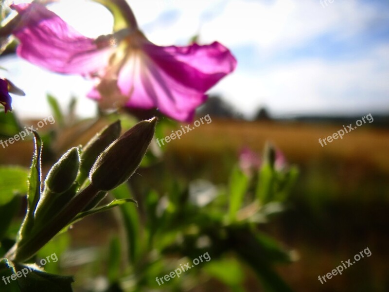 Flower Summer Spring Photographer Sun