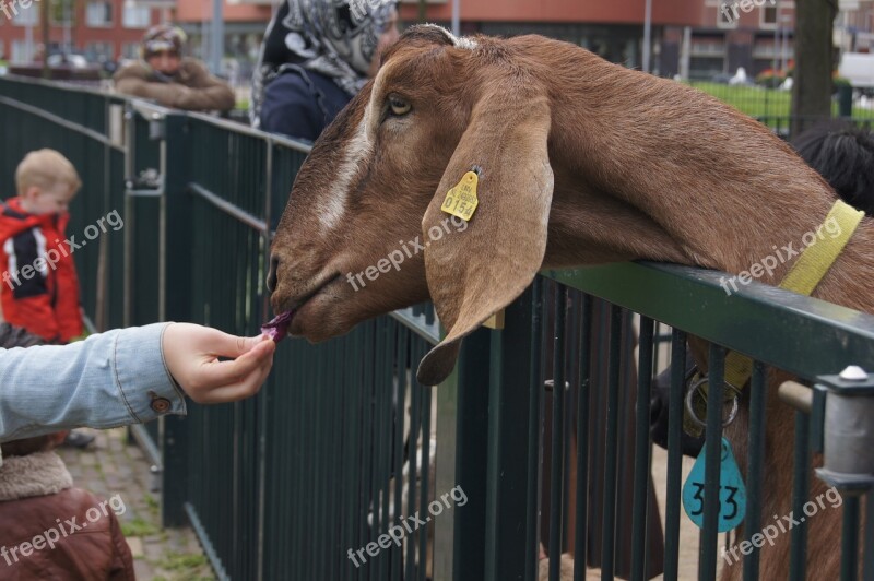 Farm Goat Carry Free Photos