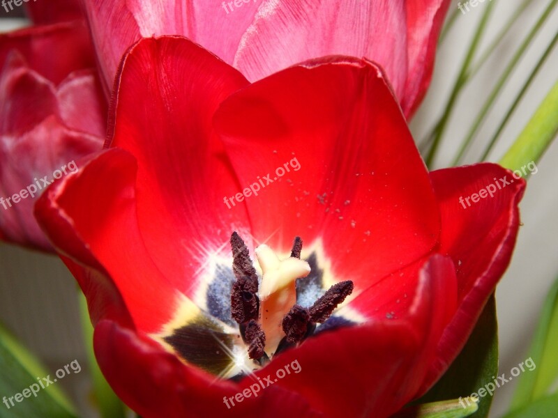 Flower Red Flowers Red Flower Nature