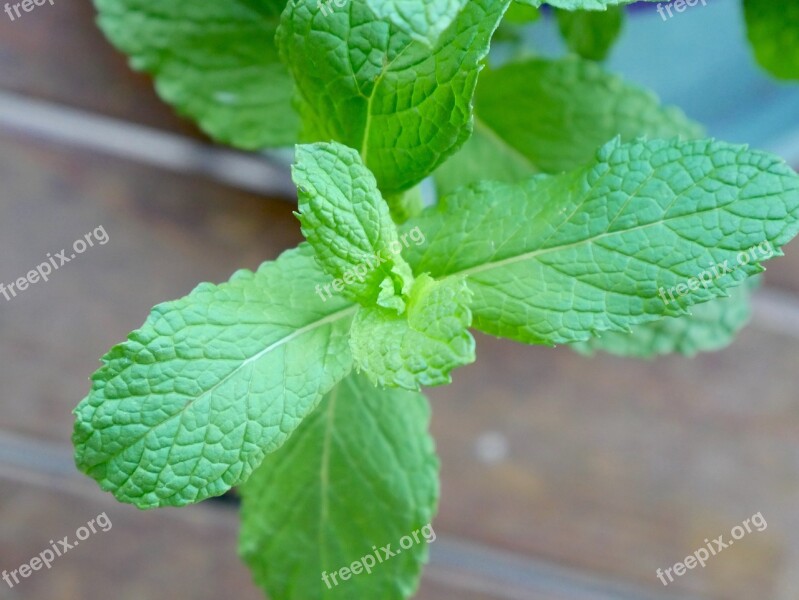 Leaf Mint Aromatic Herbal Herb