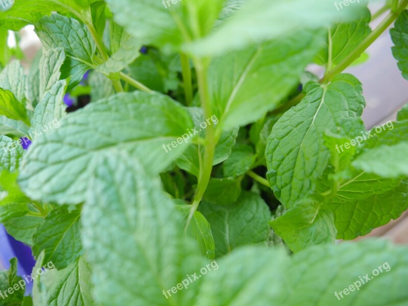 Leaf Flora Mint Herb Plant