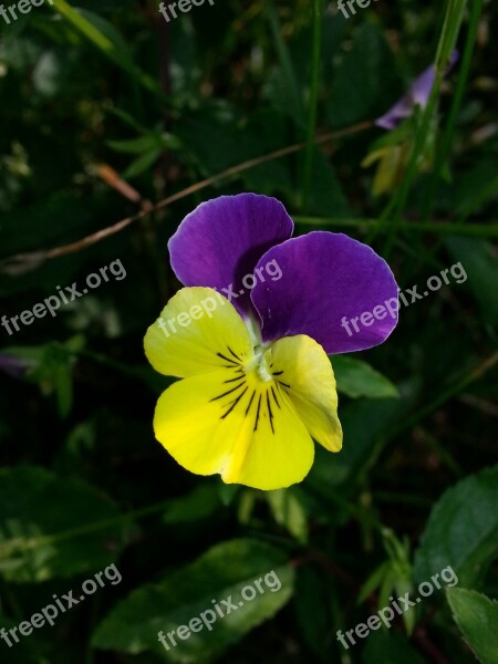 Flower Nature Plant Flower Yellow Purple