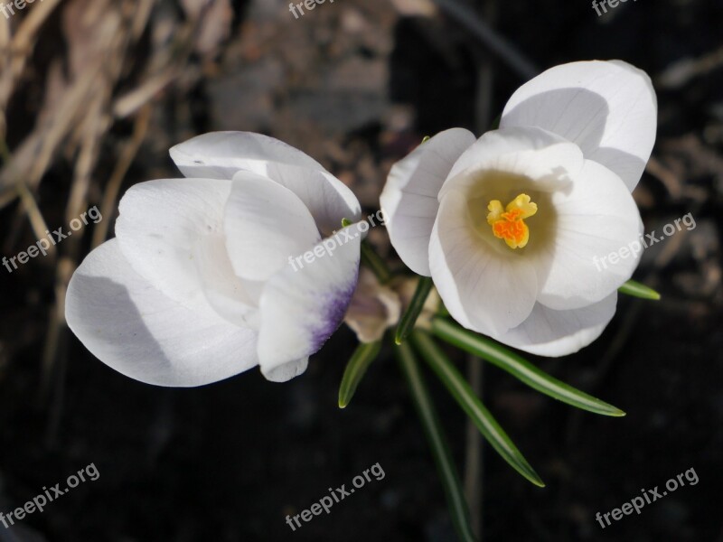 Flower Nature Petal White Flower White Flowers