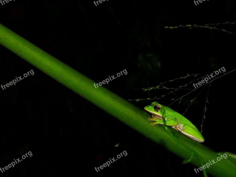 Frog Insect Leaf No Crest Of The Vertebral Animals Free Photos