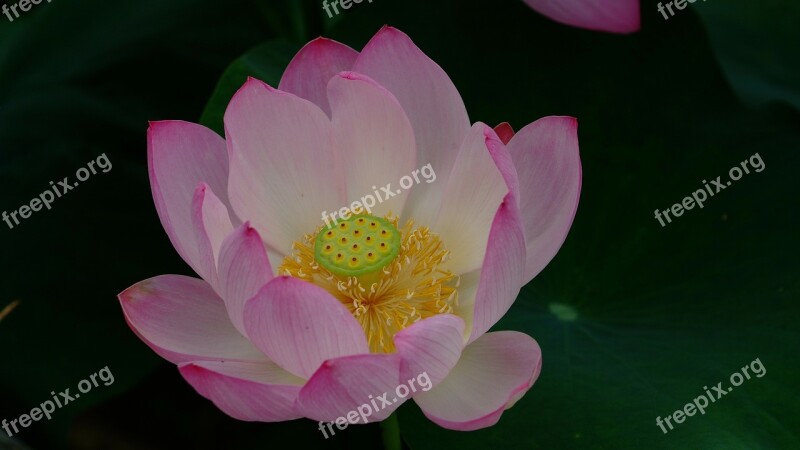 Lotus Plants Nature This Type Flowering