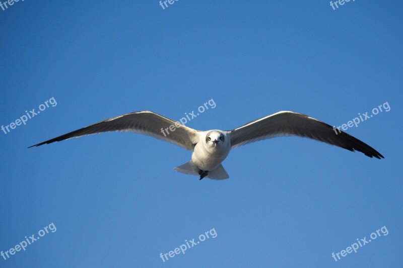 Bird Nature Flight Wildlife Sky