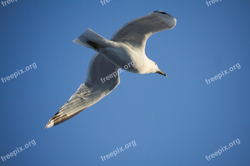 Bird Wildlife Nature Seagulls Flight