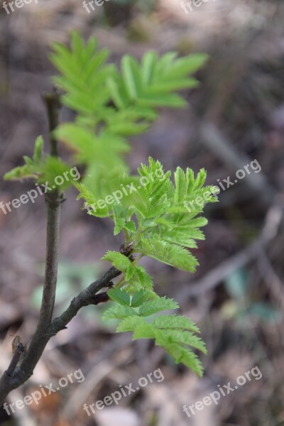 Plant Leaf Nature The Environment Free Photos