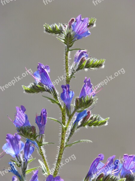 Echium Vulgare ο Uglosa Foxglove Blue Grass