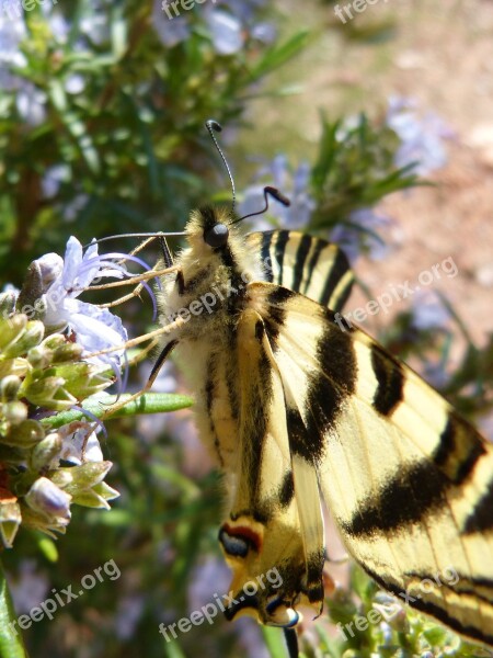 Podalirio Scarce Swallowtail Polidario Xuclallet Papallona Zebrada