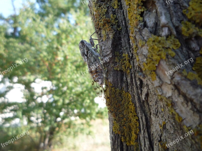 Cicada Insects Tree Nature Wood