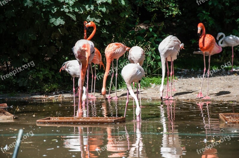 Nature Waters Flamingo Animal World Free Photos