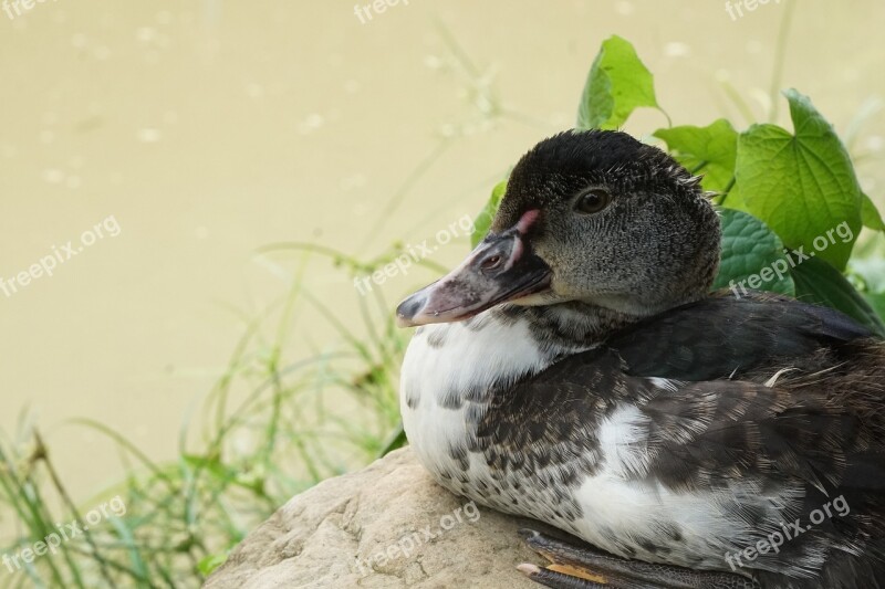 Birds Nature Wild Life Duck Free Photos