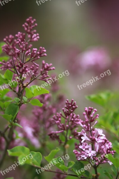 Flowers Plants Nature Leaf Wood