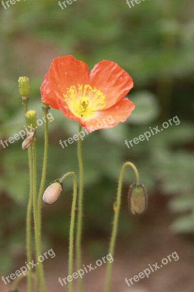 Flowers Nature Plants Summer Garden