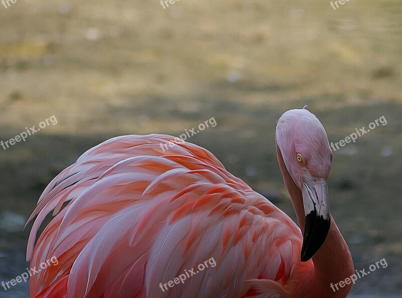 Bird Flamingo Feather Nature Animal World