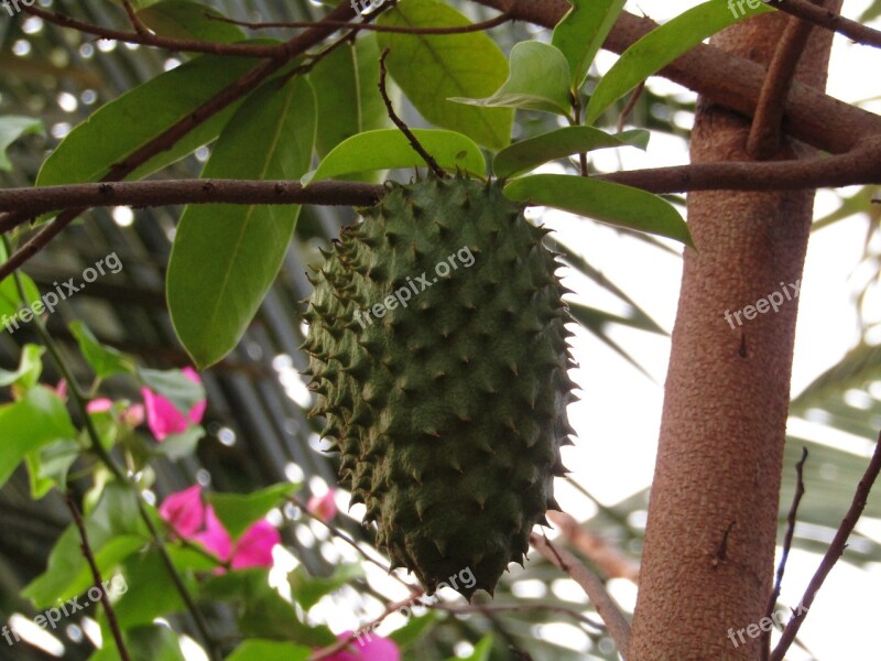 Tree Fruit Food Nature Flora