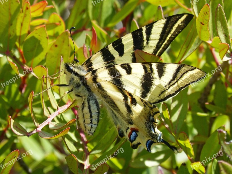 Polidario Scarce Swallowtail Butterfly Papallona Zebrada Xuclallet