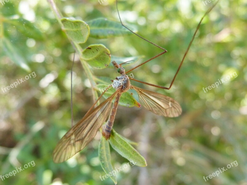 Típula Fake Mosquito Insect Nature Outdoors