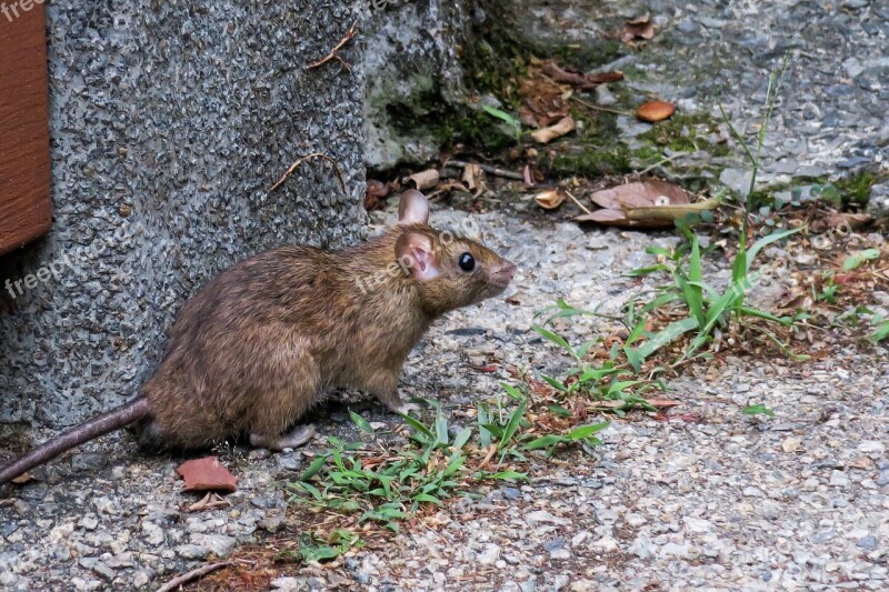 Rodents Nature Mammal Animal Cute