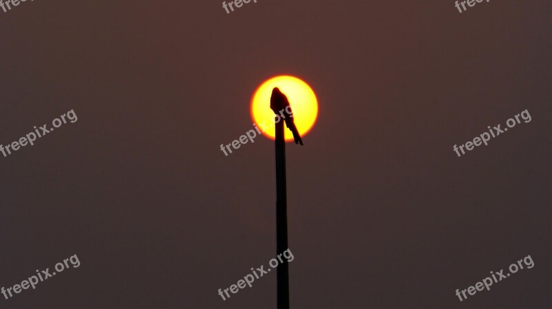 Magpie Sea Light This Type Evening Glow