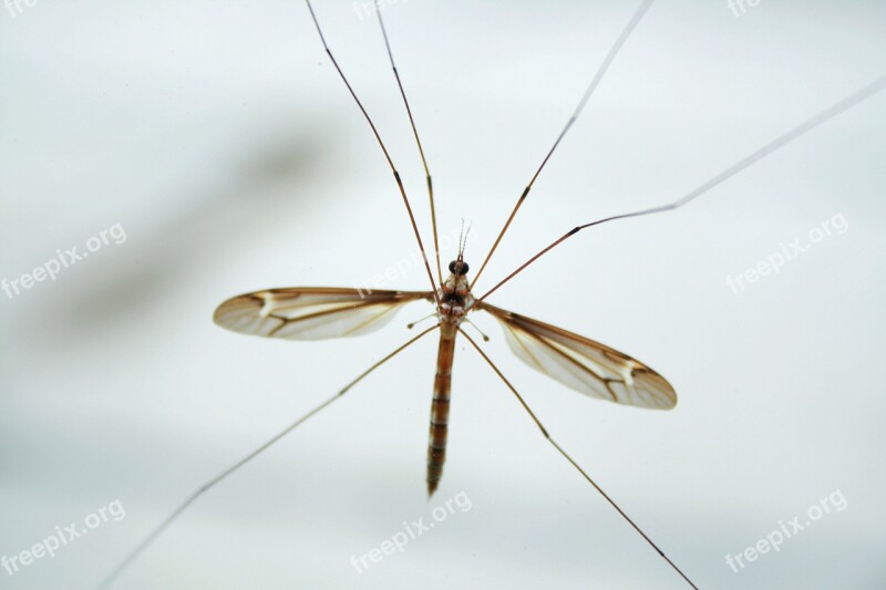 Nature Mosquito Jesus Creation Free Photos