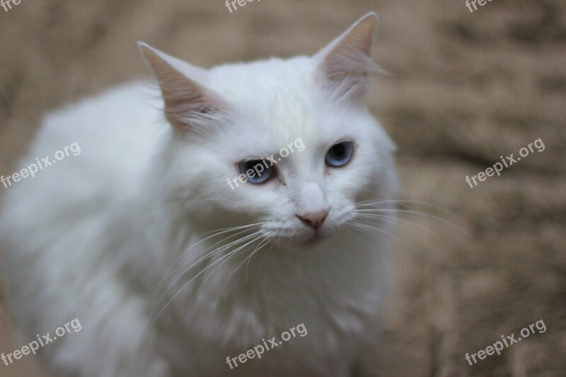 Cute Animalia Cat Mammals Portrait