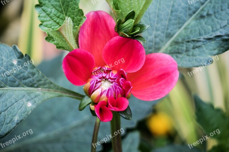 Nature Plant Leaf Flower Garden