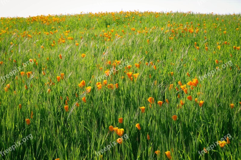 Nature Summer Flower Field Flora