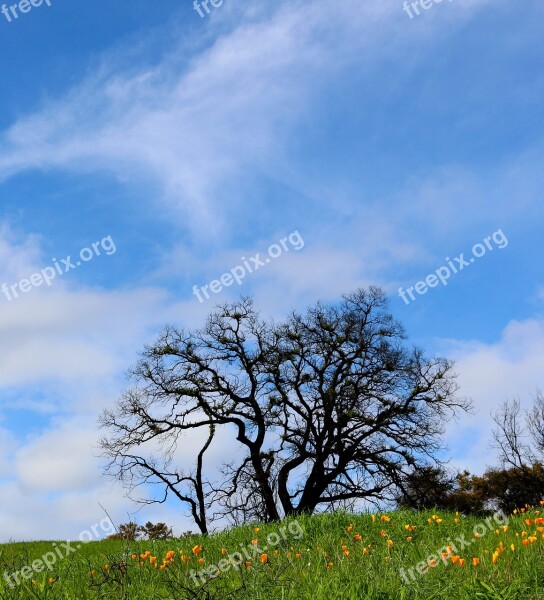 Nature Summer Flower Field Flora