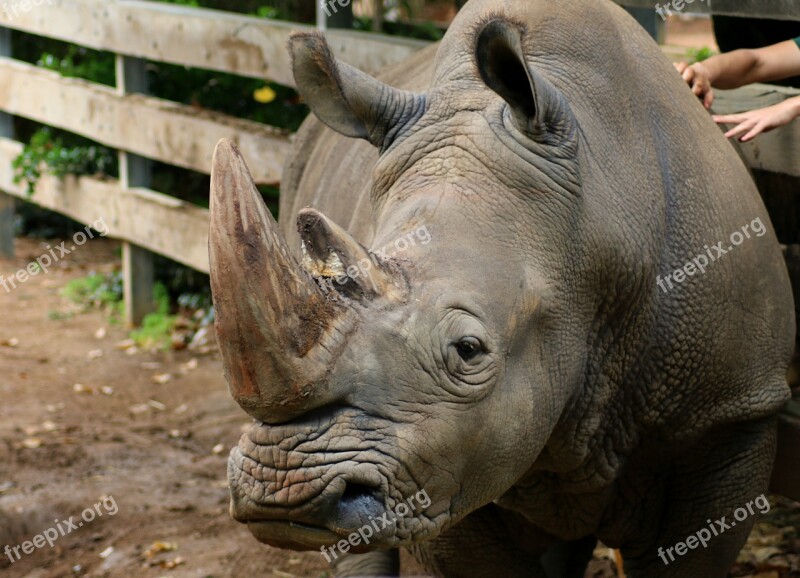 Mammal Nature Animal Wildlife Rhinoceros