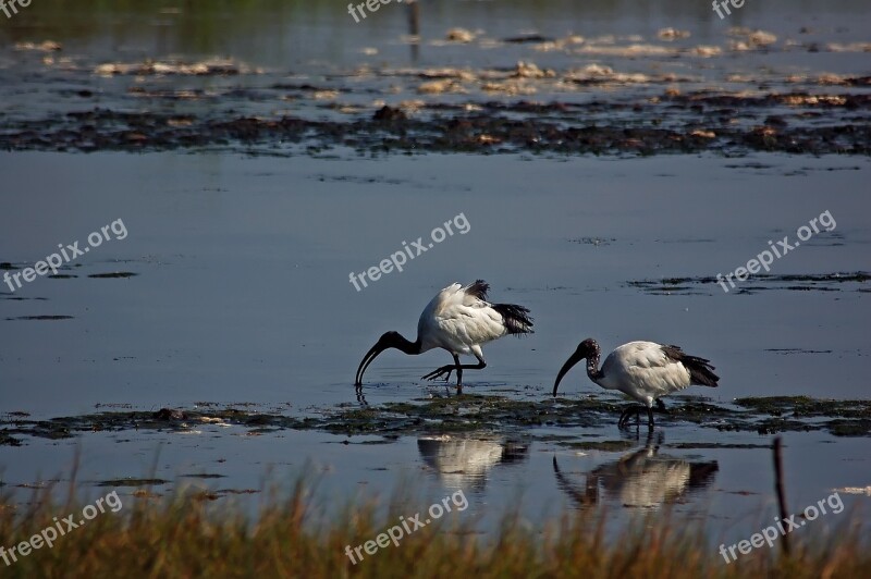 Bird Waters Wildlife Swamp Lake