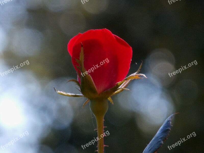 Flower Outdoors Nature Spiderweb Leaf