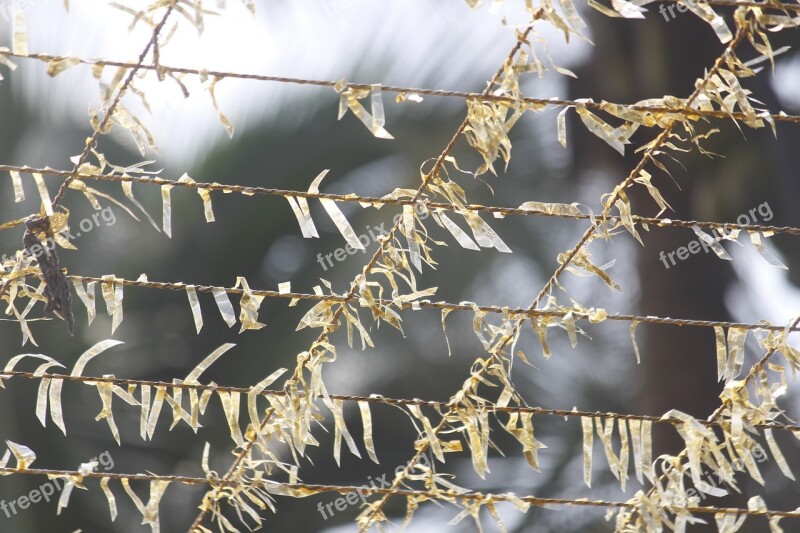 Outdoors Winter Flora Tree Nature